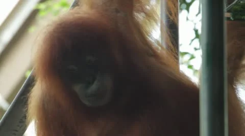 APE TOOL USE - Orangutan using a tool to get food. Stock Footage 11292696