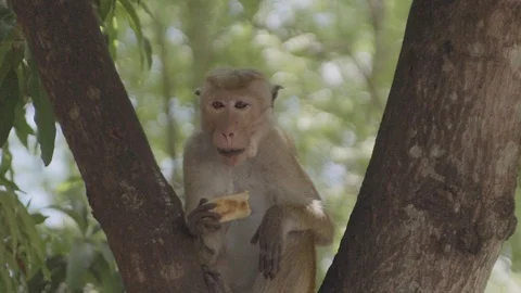 Ape on a tree is eating Stock Footage 104192318