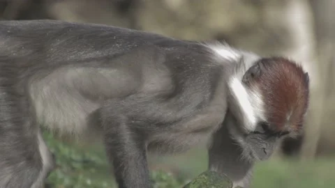 Ape Walking on tree Stock Footage 195244233