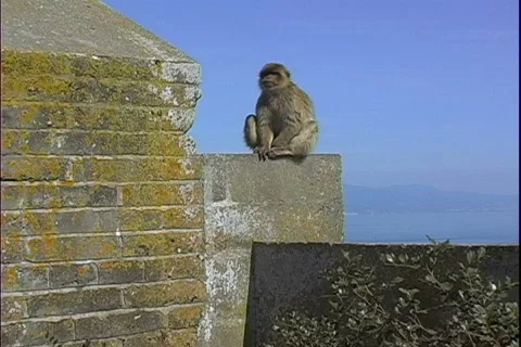 Ape on Wall-pan Video stock 816119