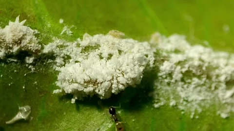 "Apefly" Part 02a Apefly caterpillar as predators of mealybugs Stock-Footage 336775201