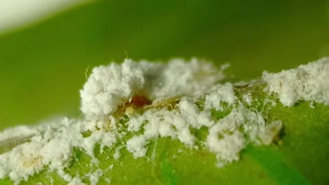 "Apefly" Part 03 Apefly caterpillar feed on mealybugs Stock-Footage 336775285