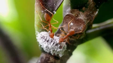 "Apefly" Part 07b "Red Ants bitting Apefly Caterpillar" Stock-Footage 336783702