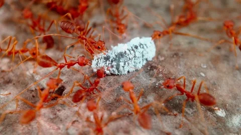 "Apefly" Part 07e "Red Ants bitting Apefly Caterpillar" Stock-Footage 336783841