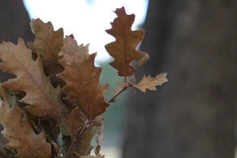 Apelite Leaf, Dry Leaf, Oak Tree Leaf, Fagaceae Leaf Foto stock