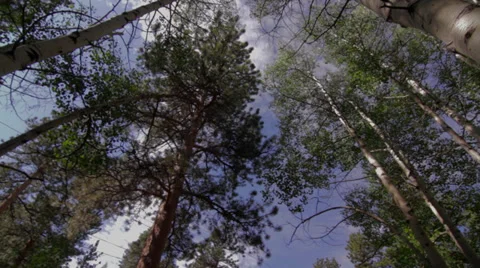 Apen Trees - Low Angle Up at The Sky through Leaves Stock Footage 39612703