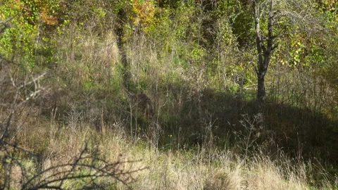 Apennine Wolf on the prowl. Video stock 143600950