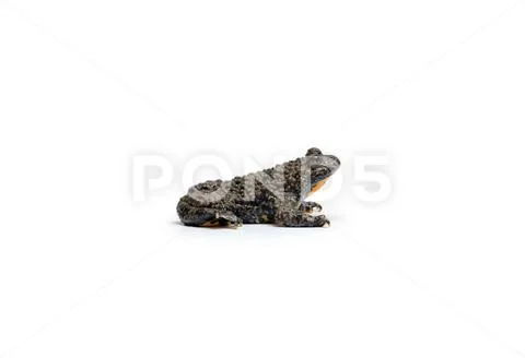 Apennine Yellow-Bellied Toad Stock Photos