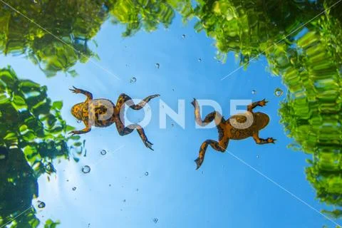 Apennine yellow-bellied toad Stock Photos