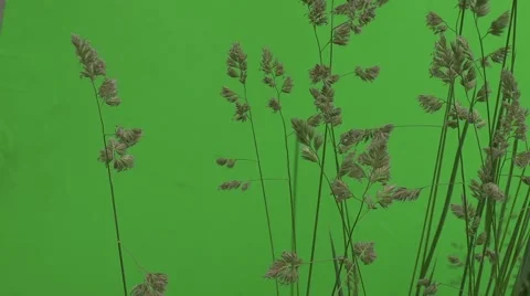Apera, Weed, Windgrass Wavering on the Draft Stock Footage 51570911