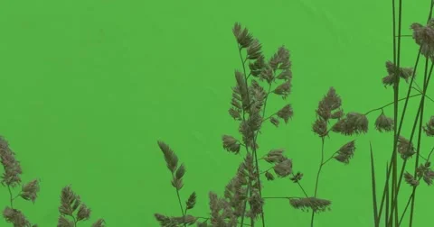Apera, Windgrass, Tops of Weed Twigs Wavering Stock Footage 51571325