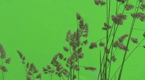 Apera, Windgrass, Weed Twigs and Leaves are Fluttering Stock Footage 51571252