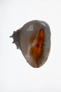 The aperture of a helmet shell Stock Photos