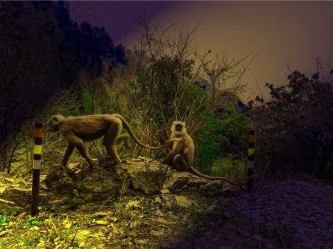 Apes are playing Stock Photos