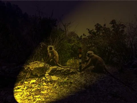 Apes are taking rest Stock Photos