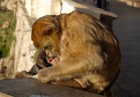 Ape's Dan - Gibraltar Stock Photos