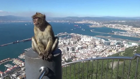 Apes in the Rock of Gibraltar 動画素材 112059214