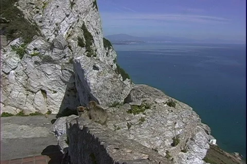 Apes on Rock-ws Video stock 816127