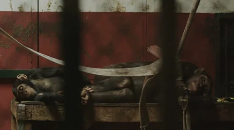 Apes Sleeping Behind Bars 4K Stock Footage 30597625