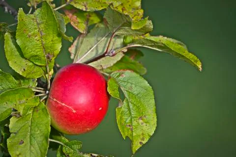 Apfel - apple Stock Photos