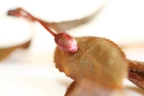 Apfelbaum Knospe Stock Photos