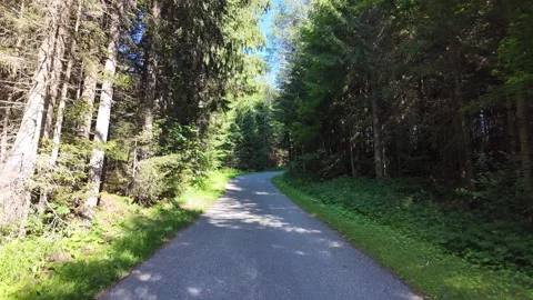 Aphalt road cutting through a dense and vibrant green pine woodland 스톡 동영상 344892240