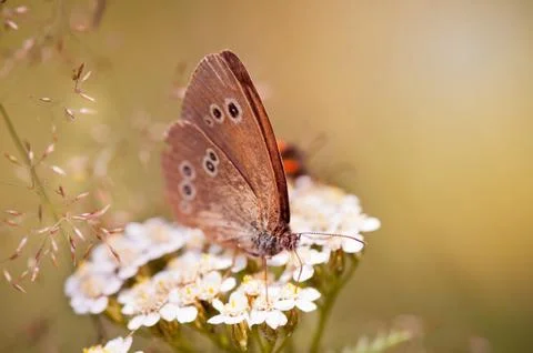 Aphantopus hyperantus or Ringlet brown butterfly Stock Photos