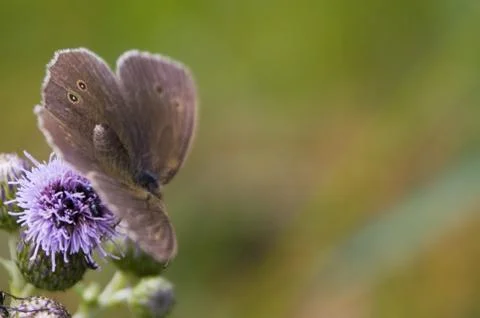 Aphantopus hyperantus Stock Photos