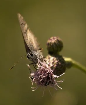 Aphantopus hyperantus Stock Photos