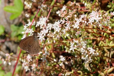 Aphantopus hyperantus the ringlet butterfly sitting on sedum album blossom 스톡 사진