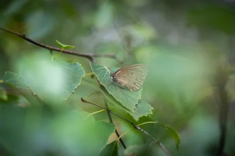 Aphantopus hyperantus sits on a leaf of a tree Stock Photos