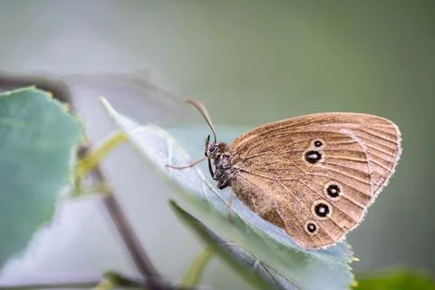 Aphantopus hyperantus sits on a leaf of a tree Foto stock
