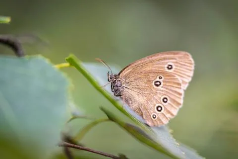 Aphantopus hyperantus sits on a leaf of a tree Foto stock