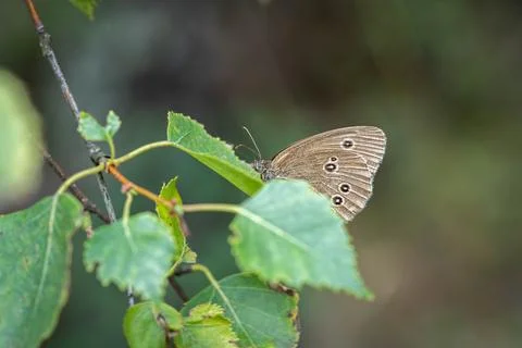 Aphantopus hyperantus sits on a leaf of a tree Stock Photos