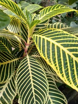 Aphelandra Stock Photos