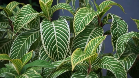 Aphelandra squarrosa Stock Footage 219730794