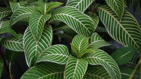 Aphelandra squarrosa Stock Footage 219730935