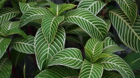 Aphelandra squarrosa Stock Footage 219730990