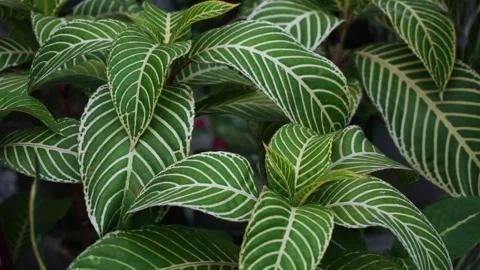 Aphelandra squarrosa Stock Footage 219730996