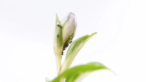 Aphid and ants on hosta flower, greenfly and blackfly Stock Footage 277034159