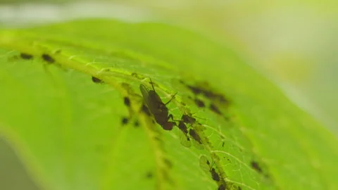 Aphid and Fly Vídeos de archivo 248726485