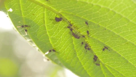 Aphid and Flys 스톡 동영상 248726461