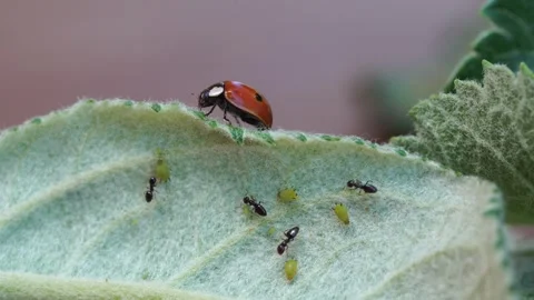 Aphid that are herded by ants. Stock Footage 312470428