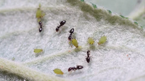 Aphid that are herded by ants. Stock Footage 312470462