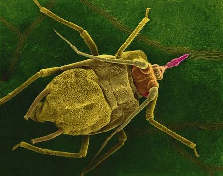 Aphid on a bean leaf, SEM Stock Photos