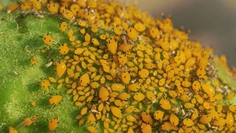 Aphid, blackfly Stock Footage 304899227