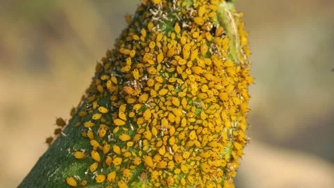 Aphid, blackfly Stock Footage 304899266