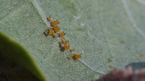 Aphid, blackfly, greenfly. large cluster. Stock Footage 304899271