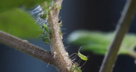 An aphid on a branch Stock Footage 130288445