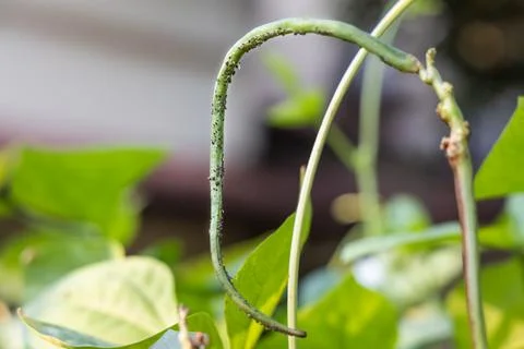 Aphid bugs infested fresh long yard bean in garden Stock Photos